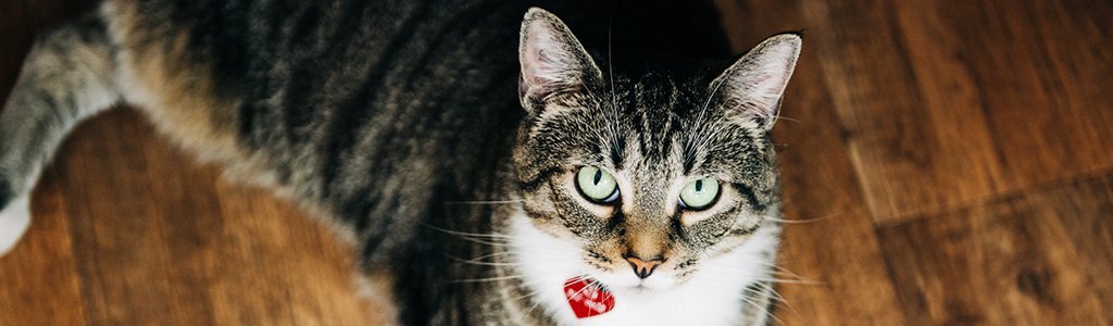 Bernadette-header