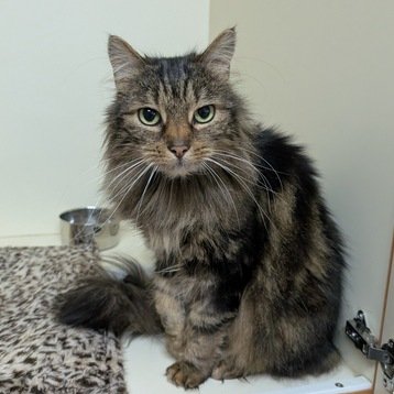 Margaritte-Adoption Pending!