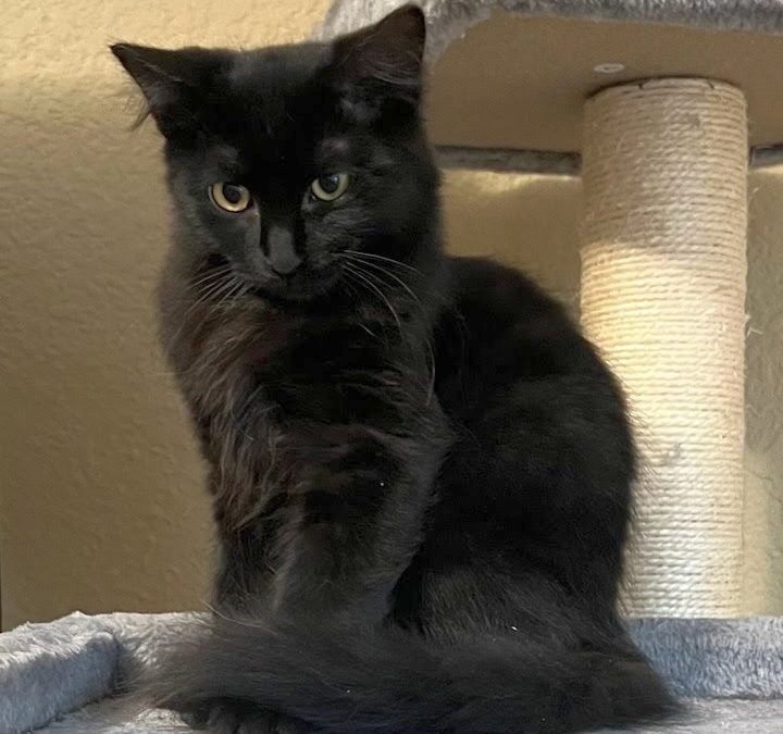 Ambrose-Adoption Pending!