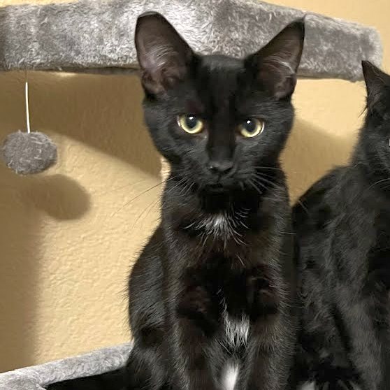 Sabrina-Adoption Pending!
