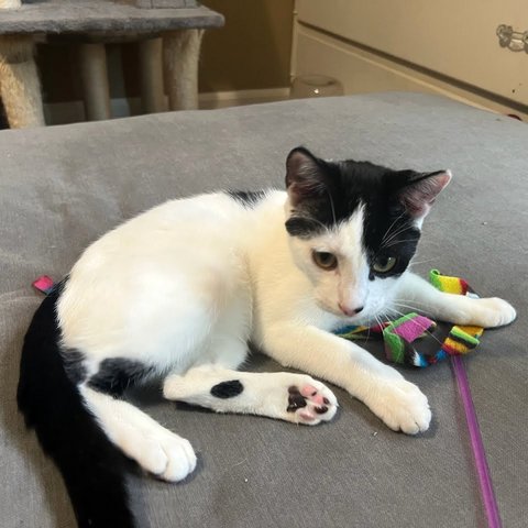 Domino